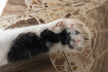 Close-up of a cat's paw and toe beans.