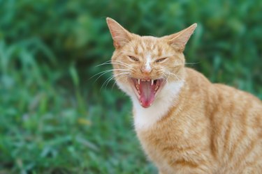 Photography of a big red stray fighting cat in the grden.