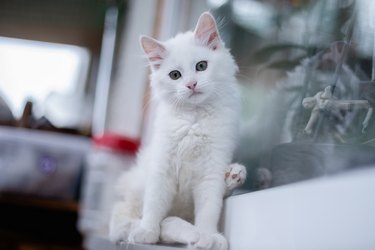 Portrait of nice white cat