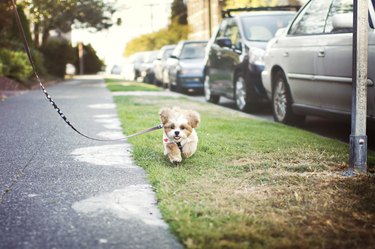 Cute shih-tzu puppy running on leash with cars in the background