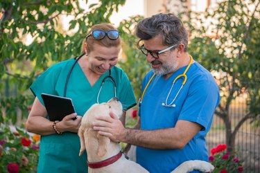 Happy mature veterinarian petting retriever dog in yard.