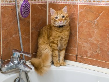 The ginger cat is sitting in the bathroom.