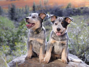 Australian Cattle Dog (Blue Heeler) puppies sitting on a rock outdoors portrait