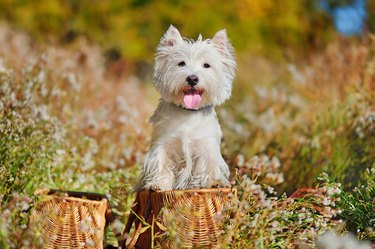 Two west highland terriers in baskets in the meadow