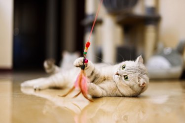 gray-white tabby cat plays with a cat feather toy