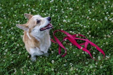 Happy red Welsh Corgi Pembroke dog sitting on clover meadow background