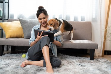 Beautiful young Asian woman watching movie on digital tablet with beagle dog, simple lifestyle while stay home relaxing