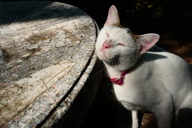 Cat rubbing his cheek against a concrete table