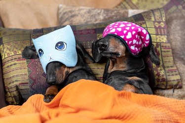 Two dachshunds cuddling under an orange blanket and wearing sleeping masks over their eyes.