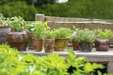 Home garden with herbs for personal use.