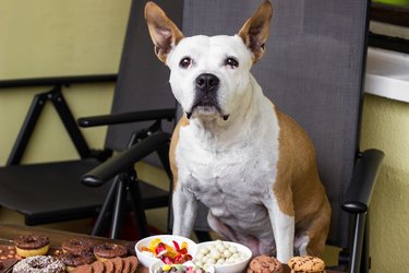 Sad dog looking for chocolate biscuits