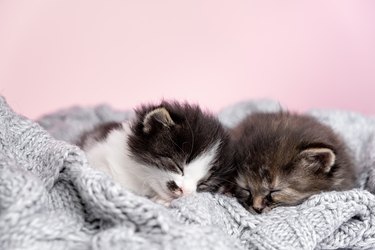 Close up of beautiful two small striped domestic kittens sleeping hugging each other at home lying on comfortable bed grey knitted blanket funny pose. Cute adorable pets cats concept