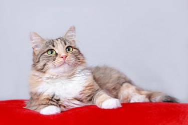 Fluffy cat on a red blanket