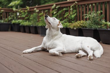 Dog lying looking up lying on the porch, with a home garden of potted vegetable plants in the backdrop.