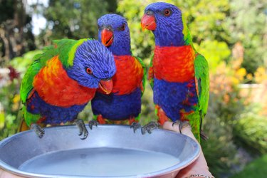 Three colorful birds