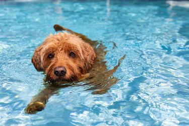 A small Poodle-type dog is swimming in a pool