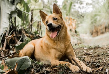 Why Is My Dog's Head Bobbing? The Causes of Head Tremors in Dogs -  PetHelpful