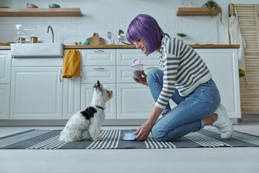 Young woman giving some food to her little dog at the kitchen