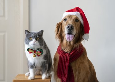 Golden Retriever and British Shorthair wearing Christmas costumes
