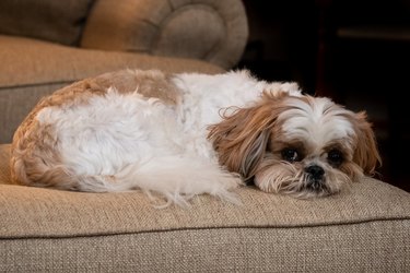 Resting Shih Tzu on the couch