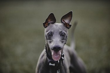 Gray Italian Greyhound