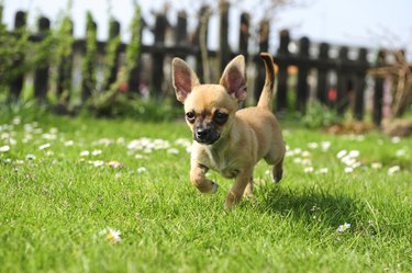 Chihuahua puppy outside