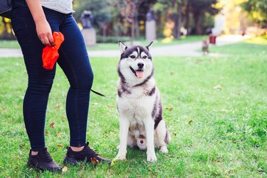 Responsible woman cleaning after her dog