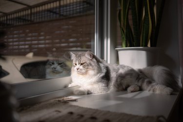 Siberian cat resting near a window.
