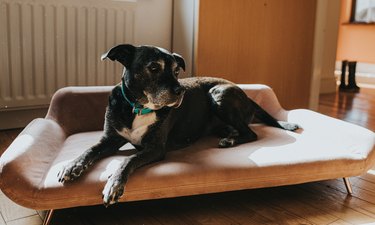 Dog looking alert on a luxurious pink Dog Bed