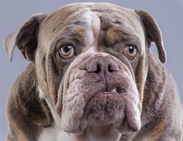 British Bulldog,Close-up portrait of bullenglish bullpurebred dog against gray background,United Kingdom,UK