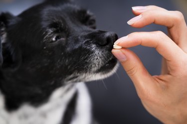 Animal Dog Pill Treatment Or Medication