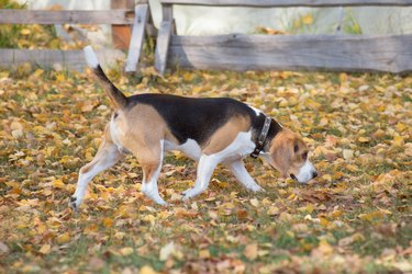 Cute english beagle puppy is walking on a green grass in the autumn park. Pet animals.