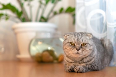 Beautiful grey Scottish fold cat sits on a table close-up with copy space, in the background a houseplant and an aquarium with fish