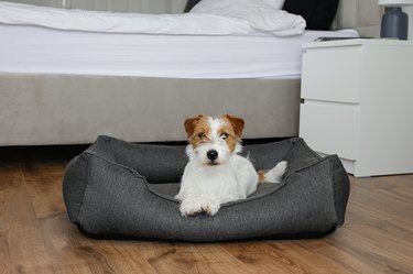 Cute furry jack russell terrier pup