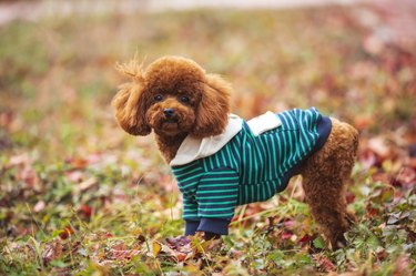 A toy poodle in autumn