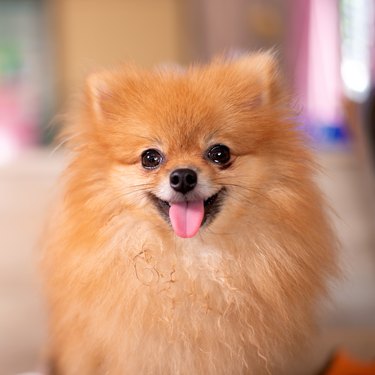 A tan Pomeranian is sitting down and looking into the camera. Its ears are forward and its mouth is open with the tongue sticking out.