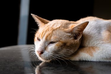 orange cat on black car roof