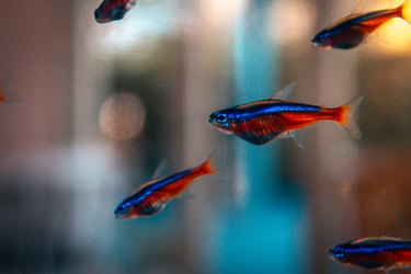 Neon tetras in a tank