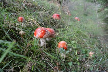 Poisonous mushrooms grow in the forest - red fly agaric (Amanita muscaria).