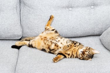 Bengal young cat is sleeping on gray sofa.