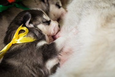 Siberian Husky puppy eats breast milk