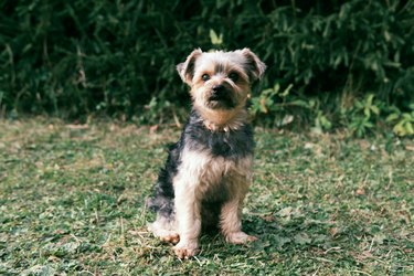 Young Yorkshire Terrier walks in the park