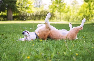 Happy beagle lying of their back with their paws up in the grass.