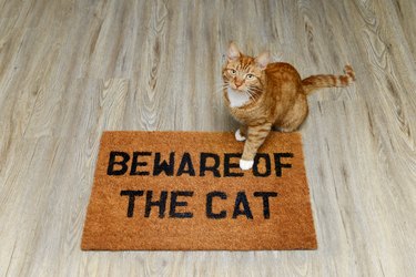 Beware of the cat