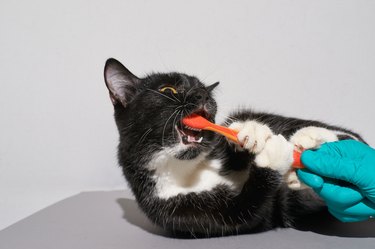 Black cat holding animal toothbrush