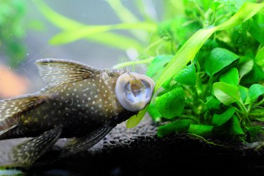 Pleco's mouth eating moss in the aquarium