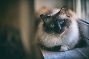 Birman cat with blue eyes sitting on a windowsill and looking at the camera.