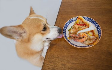 Corgi dog climbs up on wooden table and try to lick pizza