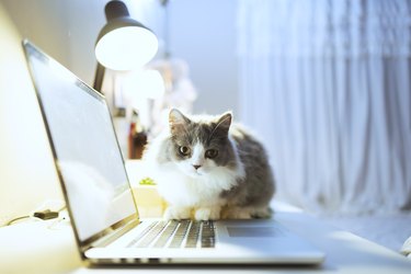 Gray and white munchkin kitten sitting on a laptop.