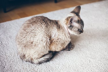 Close up of a Devon Rex cat with curly coat.